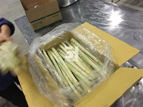 Fresh Frozen Sugar Cane Export Good Price And Best Quality From Viet