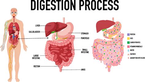 Diagram Showing Digestion Process Vector Art At Vecteezy