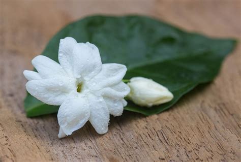 Study Of The Sampaguita Flower The National Pride Of Philippines Artofit