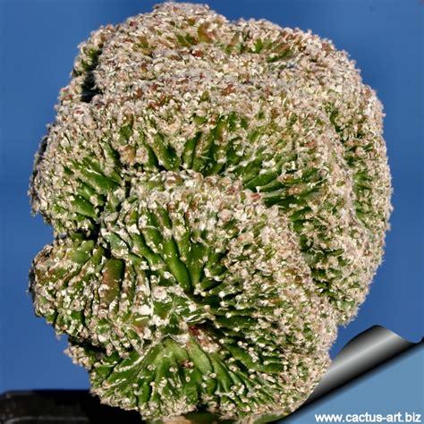 Astrophytum Myriostigma Cv HAKUUN Forma Nuda Cristata