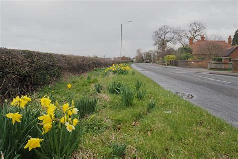 Daffodils Beside Weston Road David Lally Cc By Sa Geograph