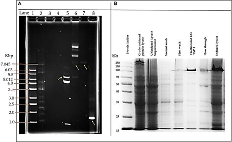 Frontiers CBD Resistant Salmonella Strains Are Susceptible To Epsilon