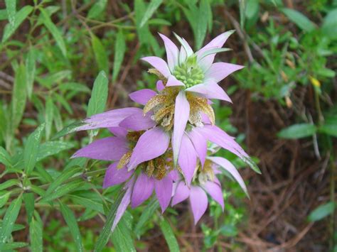 Horsemint Seeds