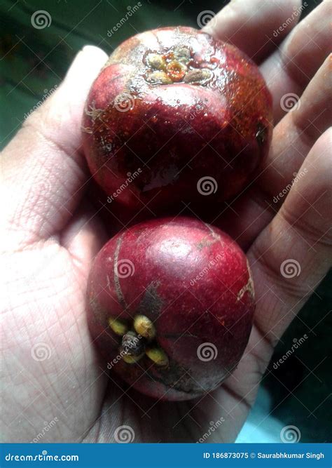 Red Kokum Fruit in hands stock image. Image of medicinal - 186873075