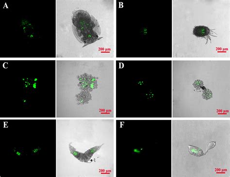 Frontiers The Phylogeny And Distribution Of Wolbachia In Two Pathogen