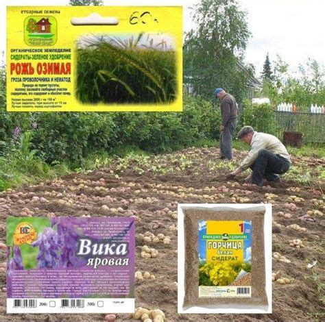 Лучшие сидераты для посева после картофеля осенью и весной: список ...