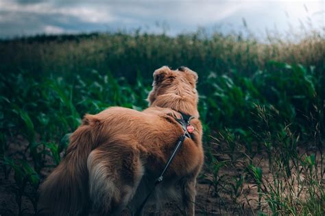 Video Training Der Berforderte Unsichere Hund So Gibst Du Deinem