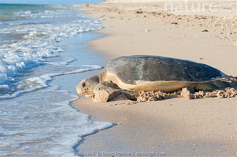 Stock Photo Of Australian Flatback Sea Turtle Natator Depressus