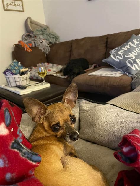 Lost/Found Pets Walton & Okaloosa County | Update-So sad to share this