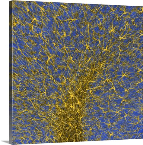Glial cells, confocal light micrograph | Great Big Canvas 