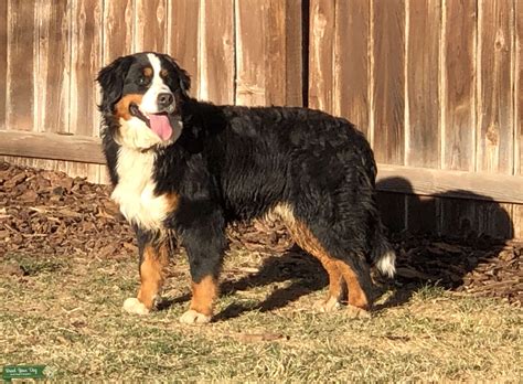 Proven Bernese Mountain Dog Stud - Stud Dog in Colorado, the United ...