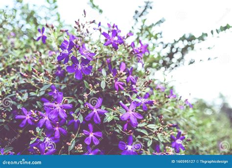 Purple Princess Flower Glory Flower Or Tibouchina Urvilleana In Full