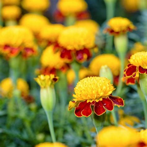 Marigold French Tiger Eyes Seeds The Seed Collection