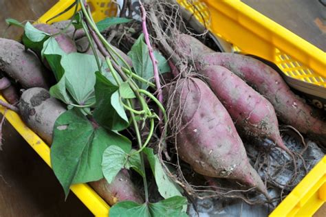 さつまいもが腐ったときの見分け方5選！誤食した場合の対処方も紹介 紅はるか・さつまいも専門店｜happy Farm