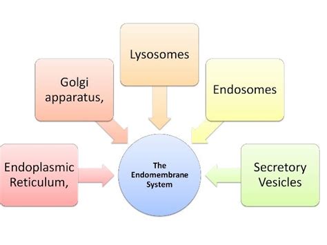 Endomembrane system functioning