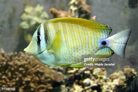 2,374 Red Sea Fish Stock Photos, High-Res Pictures, and Images - Getty ...