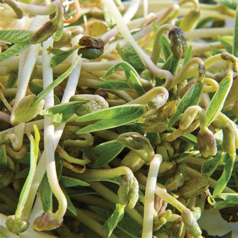 Mung Bean Sprouts, 4 ounces: Sprout Seeds from Gurneys