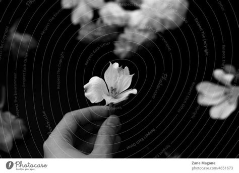 Hand Holding Small White Flower A Royalty Free Stock Photo From Photocase