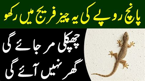 Chipkali Bhagane Ke Totkay | Chipkali Se Nijat Ka Tarika | Urdu Media