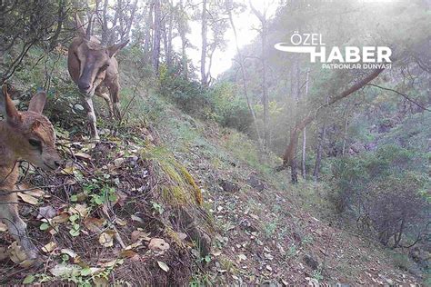 Anadolu Yaban Keçisi ve yavruları foto kapana poz verdiler