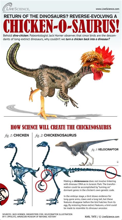 How To Make A Dino Chicken Infographic Live Science