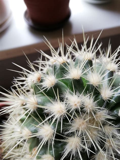 7 000 Gambar Fondos Cactus Kaktus Gratis Pixabay