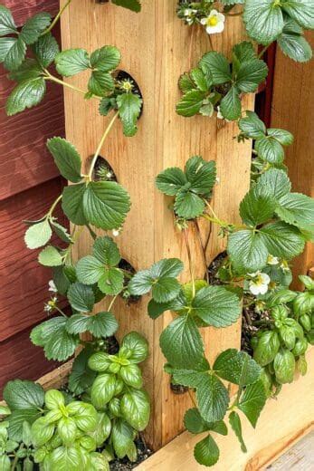 Diy Strawberry Planter [with Plans ] The Handyman S Daughter