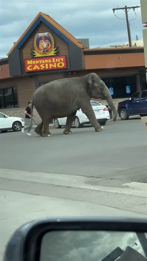 Elephant Halts Montana Traffic After Escaping Circus