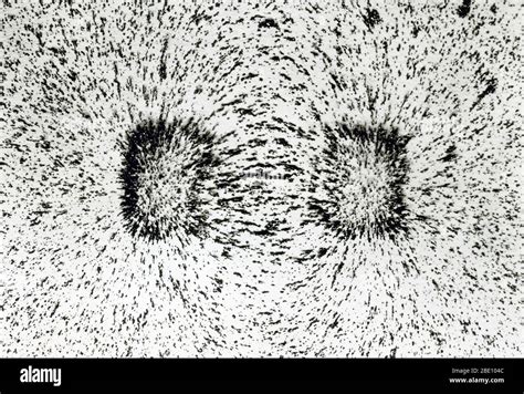 Magnetic Lines Of Force Of A Horseshoe Magnet Demarcated By Iron