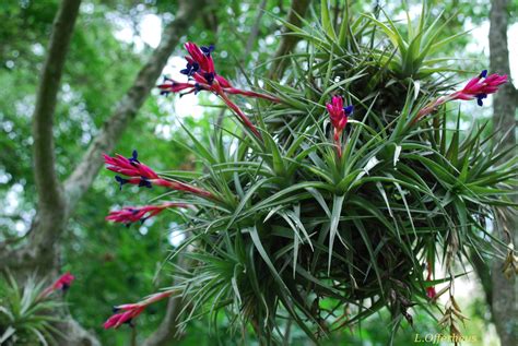 Tillandsia Parcs Et Jardins Paca