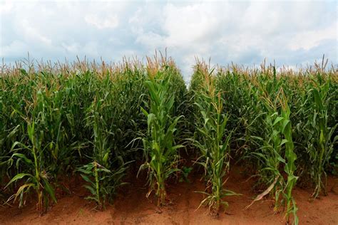 Maize Farming In Kenya Cultivating The Staple Crop