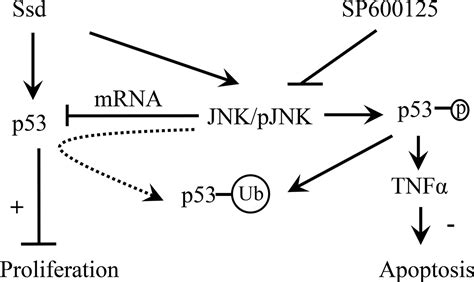 Synergetic And Antagonistic Molecular Effects Mediated By The Feedback