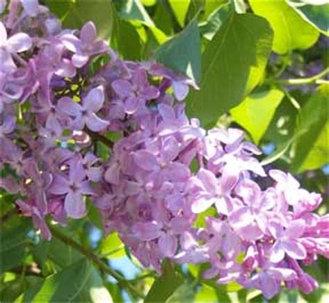 White Lilac Bush Not Flowering