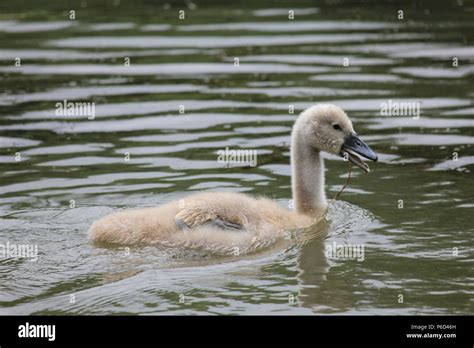 Swan family with adopted Goose In Nijmegen Stock Photo - Alamy