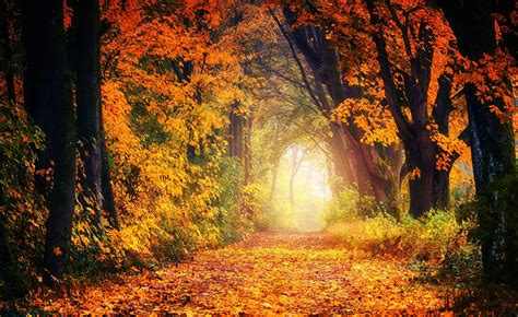 Обои осень высокого качества – Арка из деревьев осенью (5120×3140)