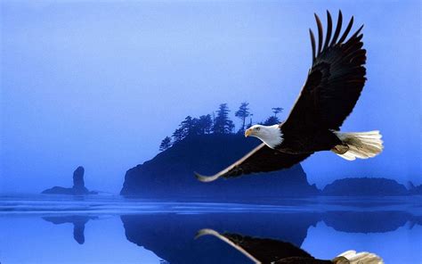 Free Eagle Wallpaper And Screensavers Wallpapersafari