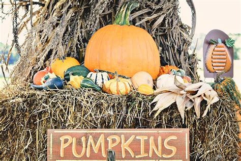 Theresas Mixed Nuts Wordless Wednesday ~ Pumpkin Farm