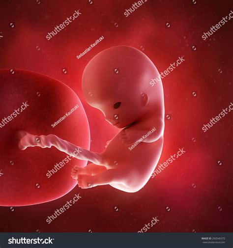 Fetus 10 Weeks Stock Photos - 125 Images | Shutterstock