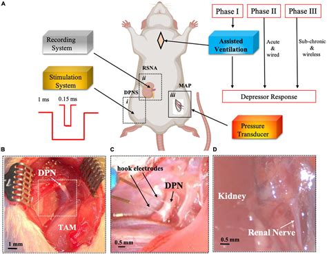 Frontiers Renal Nerve Activity And Arterial Depressor Responses