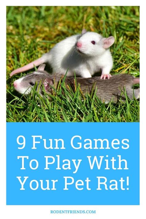 9 Fun Games To Play With Your Pet Rat! - Rodent Friends