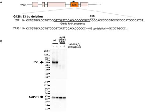 Knockout Of P53 With The Crisprcas9 System A Induction Of 83 Bp