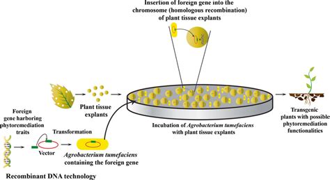 Schematic representation of the transformation of the exogenous gene to ...