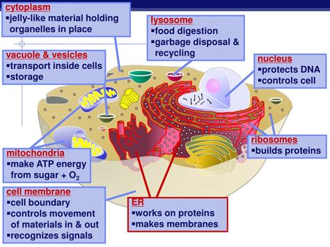 Ppt Cells And Cell Organelles Powerpoint Presentation Free Download