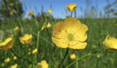 Le Guide Des Plantes Toxiques Pour Les Chevaux Et Poneys