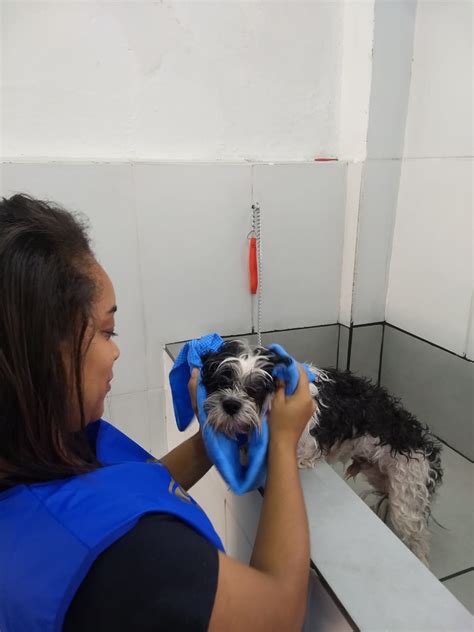 Curso De Banho E Tosa - Curso de Banho e tosa | Athos Cursos profissionalizantes - Piracicaba - SP