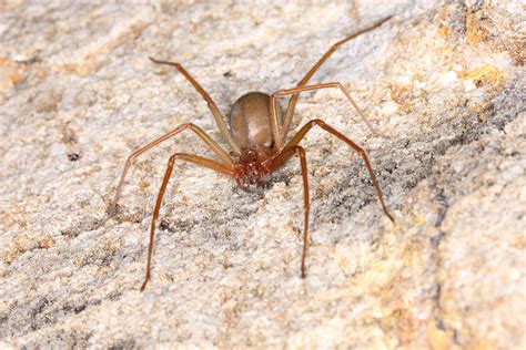 How To Get Rid Of Brown Recluse Spiders 45 OFF