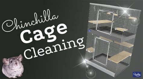 Chinchilla Cage Cleaning, How to plus product reviews!