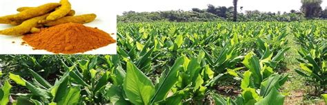 Turmeric Cultivation Processing Nipht