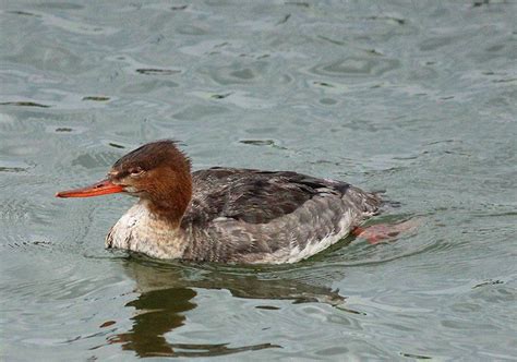 Merganser Bonnie Shulman Flickr