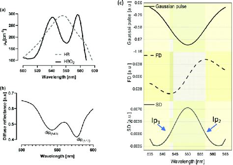 A Deoxygenated And Oxygenated Hemoglobin Absorption Spectra In The